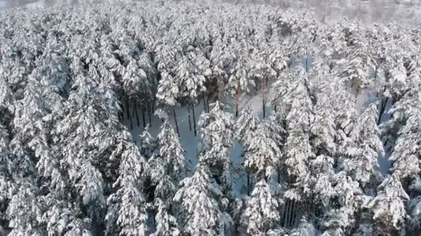 Volando sobre un bosque nevado de invierno en un día soleado — Vídeo de stock