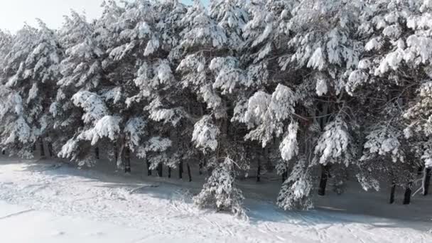 Widok z lotu ptaka na zimowy las sosnowy i ścieżka śnieg na słoneczny dzień — Wideo stockowe