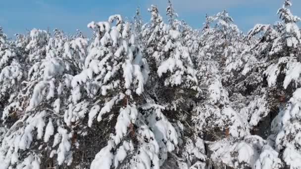 Survoler une forêt enneigée d'hiver par une journée ensoleillée — Video