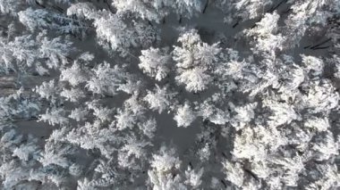 Güneşli bir kış çam ormanı ağaçlarının karlı üst kısımları üzerinde uçan
