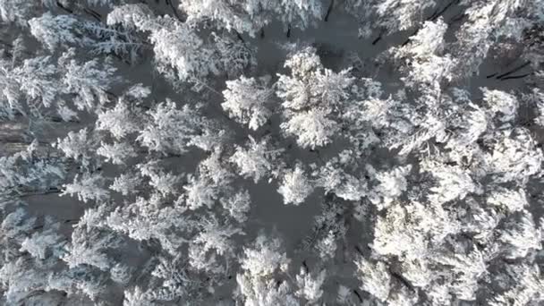 Volare sulle cime innevate degli alberi di una pineta invernale in una giornata di sole — Video Stock