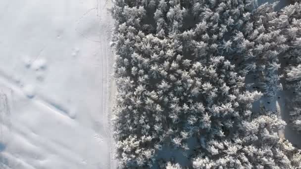 Вид сверху на зимний сосновый лес и снежную тропу в солнечный день — стоковое видео