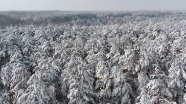 Güneşli bir günde bir karlı kış orman üzerinde uçan
