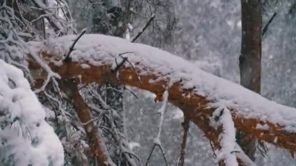 Et tre i skogen dekket av snø om vinteren under en snøfall. Langsom bevegelse – stockvideo