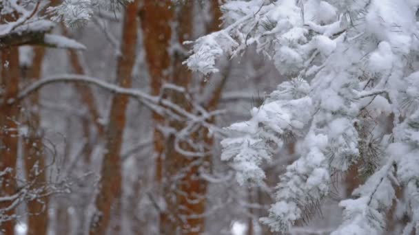 Nieve en el bosque de pinos de invierno con árboles de Navidad nevados — Vídeo de stock