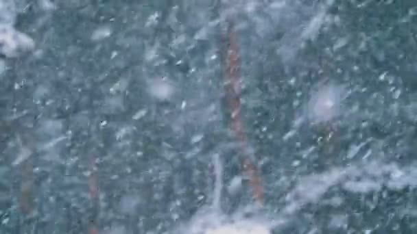 Snöfall i vinter tallskog med snöiga julgranar. Slow Motion — Stockvideo