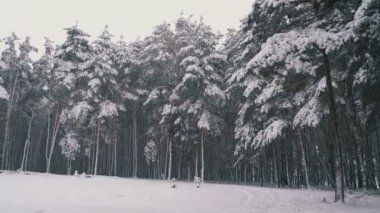 Kar yağışı karlı Noel ağaçları kış çam ormanı içinde