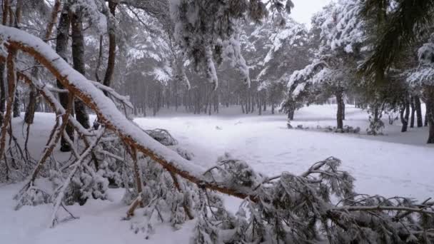 在冬天的一个降雪中, 森林里的松树树干上覆盖着雪。慢动作 — 图库视频影像