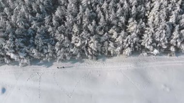 Kış çam ormanı ve güneşli bir kişi ile karlı yolu havadan görünümü