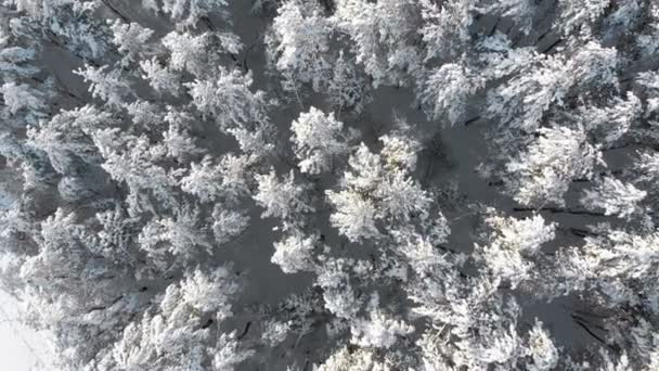 晴れた日に冬の松林の木の雪の上飛んでいます 冬の松林の空中写真 雪に覆われた木々 のてっぺんのドローンからパノラマの景色 — ストック動画