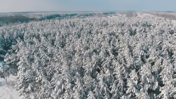 Пролітати над засніжений зима ліс у сонячний день — стокове відео