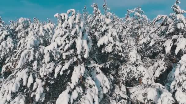 Volando sobre un bosque nevado de invierno en un día soleado — Vídeos de Stock