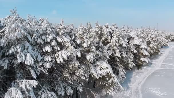 Volando sobre el bosque de pinos de invierno y el sendero de nieve en un día soleado — Vídeo de stock