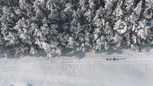 Vista aérea del bosque de pinos de invierno y el sendero nevado con la gente en un día soleado — Vídeo de stock