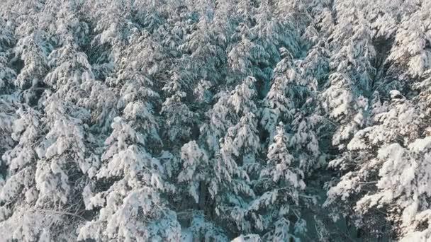 Volando sobre un bosque nevado de invierno en un día soleado — Vídeo de stock