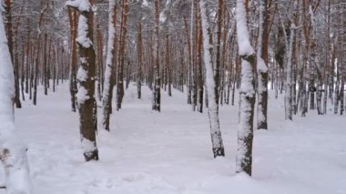 Uçan kış çam ormanı