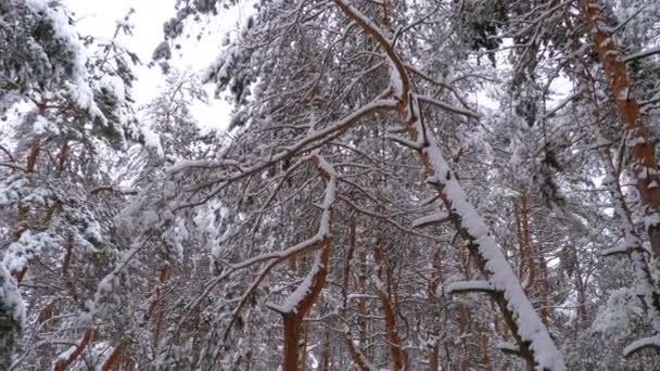 Vliegen door de Winter dennen bos — Stockvideo