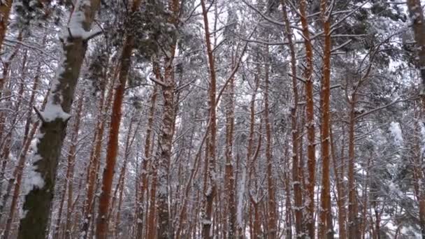 Latanie po lesie sosny zima — Wideo stockowe