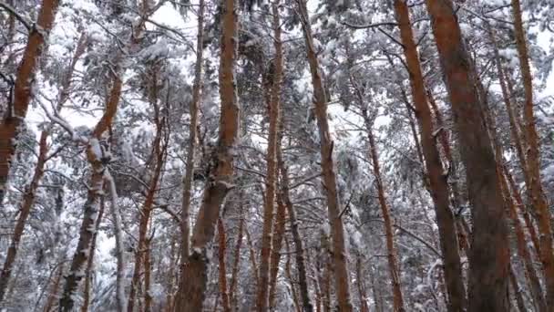 Vinter tallskog. Flyga genom pelarna i träd täckta med snö — Stockvideo