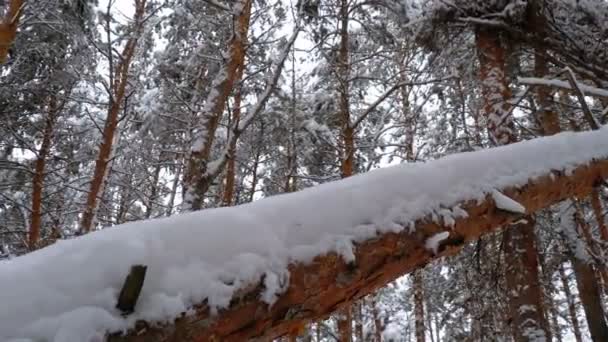 Πεσμένο δέντρο πυλώνα των πεύκων που καλύπτονται με χιόνι στην άγρια παρθένα φύση — Αρχείο Βίντεο
