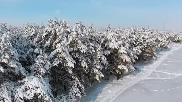 Fliegen über den winterlichen Kiefernwald und Schneeweg an einem sonnigen Tag — Stockvideo