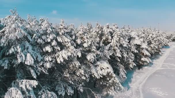 Пташиного польоту на зиму сосновим лісом і снігом контура на сонячний день — стокове відео