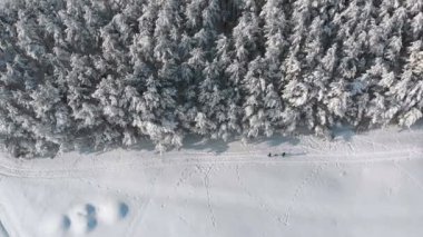 Kış çam ormanı ve güneşli bir kişi ile karlı yolu havadan görünümü