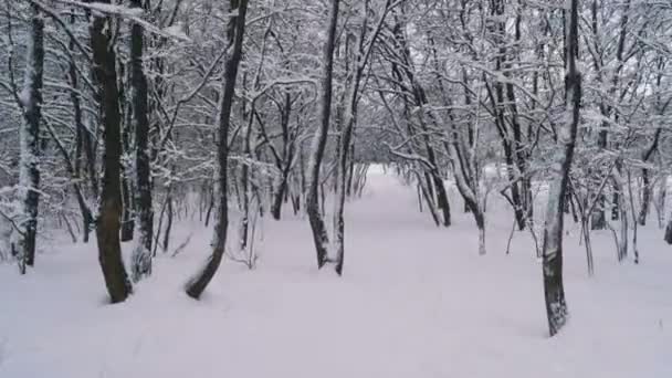 Volando por el bosque de invierno. Sendero nevado en un bosque salvaje de invierno entre árboles — Vídeos de Stock