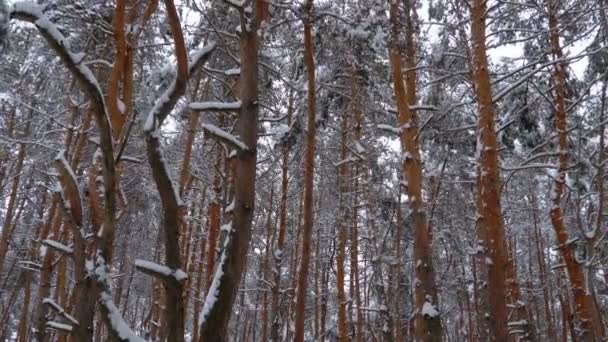 冬松林。在被雪覆盖的树木之柱中飞翔 — 图库视频影像