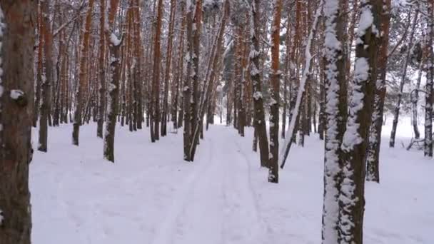 Voando pela Floresta de Pinheiro de Inverno. Caminho nevado em uma floresta selvagem de inverno entre pinheiros — Vídeo de Stock