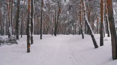 Uçan kış çam ormanı. Çam ağaçları arasında bir vahşi kış ormandaki karlı yol
