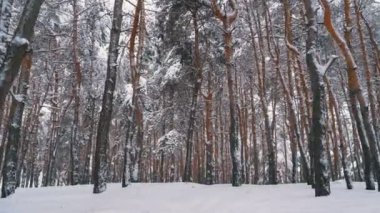 Uçan kış çam ormanı