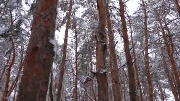 Пролетая через зимний сосновый лес — стоковое видео