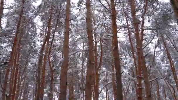 Flygande genom vintern tallar skogen — Stockvideo