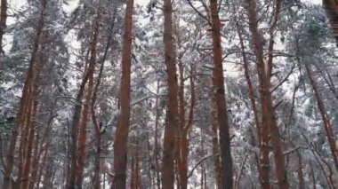 Uçan kış çam ormanı. Steadicam vurdu. Ağaçlar şartını karla kaplı. Kış ormanda yürüyüş. Vahşi doğa bakire. Yol sonra Blizzard. Terk edilmiş yol. Tatil seyahat