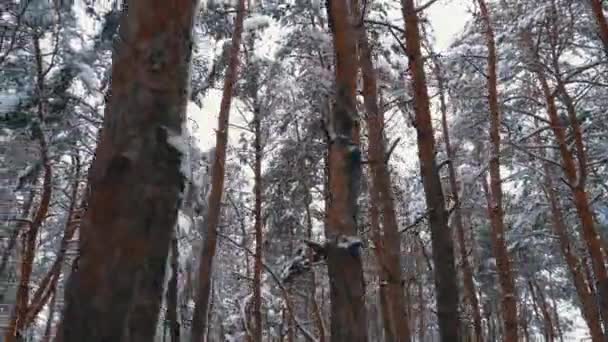 Vinter tallskog. Flyga genom pelarna i träd täckta med snö — Stockvideo