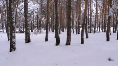 Uçan kış çam ormanı. Çam ağaçları arasında bir vahşi kış ormandaki karlı yol