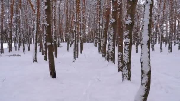 Latanie po lesie sosnowym zima. Snowy ścieżka w lesie zimą Wild Pines — Wideo stockowe