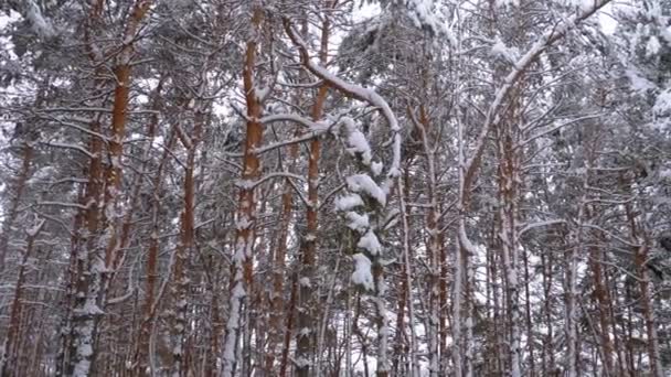 Voler à travers la forêt de pins d'hiver 