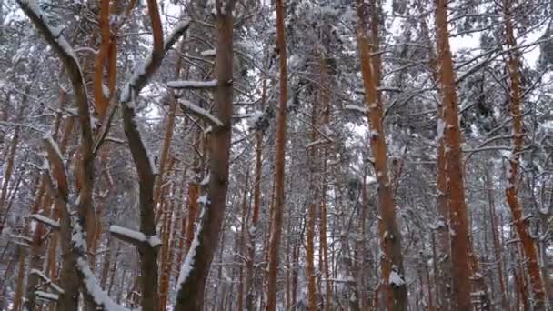 Foresta di pino invernale. Volare tra i pilastri degli alberi ricoperti di neve — Video Stock