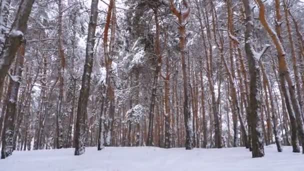 Voando Pela Floresta Pinheiro Inverno Caminho Nevado Uma Floresta Selvagem — Vídeo de Stock