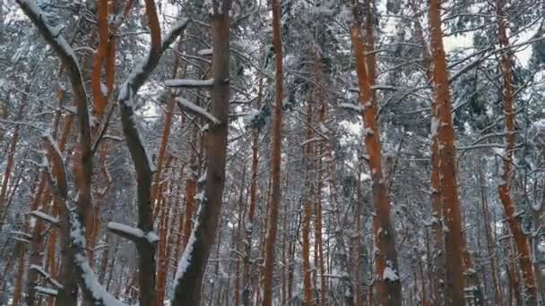 겨울 소나무 숲을 통해 비행 — 비디오