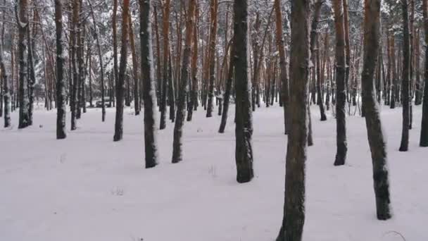 Vol à travers la forêt de pins d'hiver. Sentier enneigé dans une forêt d'hiver sauvage entre les pins — Video