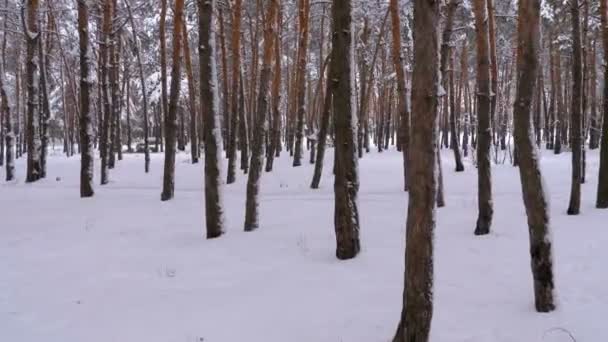 Летаю через стволы деревьев в зимнем сосновом лесу. Снежный путь в диком зимнем лесу между соснами — стоковое видео
