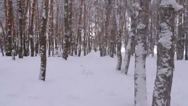 Летаю через зимний сосновый лес. Снежный путь в диком зимнем лесу между соснами — стоковое видео