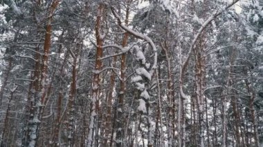 Uçan kış çam ormanı