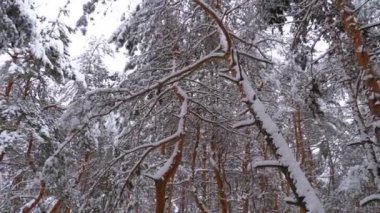 Uçan kış çam ormanı