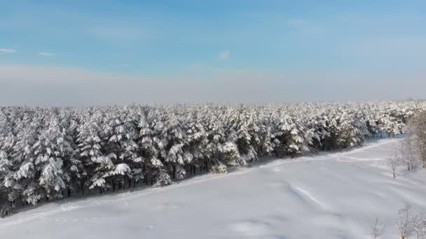Utsikt over vinterfuruskogen og snøveien på en solskinnsdag – stockvideo