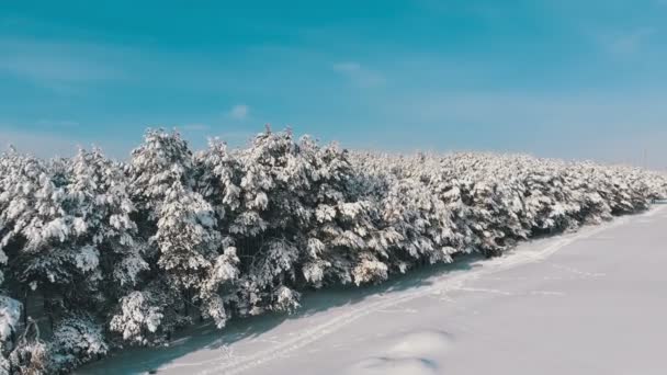 Пролітати над зима сосновим лісом і снігом контура на сонячний день — стокове відео