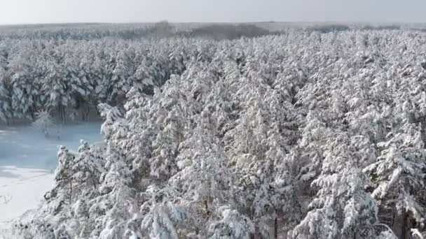 晴れた日の雪に覆われた冬の森上空 — ストック動画